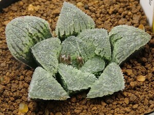 ■[Y007]七福神　ヤマト運輸 【多肉植物　Haworthia　ハオルチア　ハオルシア】