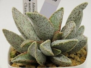 ■[W189]marianae Clanwilliam #3 クランウィリアム　ヤマト運輸 【多肉植物　Adromischus アドロミスクス】