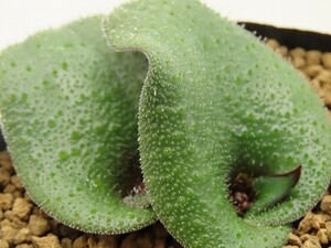 ■[W132]trichophylla トリコフィラ　実生苗　ヤマト運輸 【多肉植物　Lachenalia　ラケナリア】