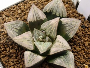 ■[W126]特WDW×WDWB　実生　未繁殖　ヤマト運輸 【多肉植物　Haworthia　ハオルチア　ハオルシア】