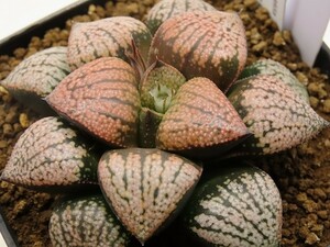 ■[W119]愛宕×青木コントラスト　実生　未繁殖　ヤマト運輸 【多肉植物　Haworthia　ハオルチア　ハオルシア】