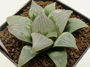 ■[W116]白百合実生×Glass Cloud　実生　未繁殖　ヤマト運輸 【多肉植物　Haworthia　ハオルチア　ハオルシア】