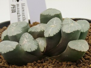 ■[W102]丹頂　ヤマト運輸 【多肉植物　Haworthia　ハオルチア　ハオルシア】