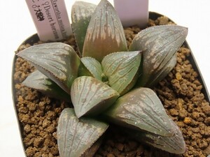 ■[W068]Desert horizon×大魔神　実生　未繁殖　ヤマト運輸 【多肉植物　Haworthia　ハオルチア　ハオルシア】