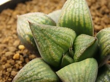 ■[W057]仮面舞踏会×GM452　IKNo2　実生　未繁殖　ヤマト運輸 【多肉植物　Haworthia　ハオルチア　ハオルシア】_画像2