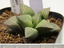 ■[W057]仮面舞踏会×GM452　IKNo2　実生　未繁殖　ヤマト運輸 【多肉植物　Haworthia　ハオルチア　ハオルシア】_画像4