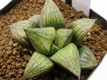 ■[W057]仮面舞踏会×GM452　IKNo2　実生　未繁殖　ヤマト運輸 【多肉植物　Haworthia　ハオルチア　ハオルシア】_画像1