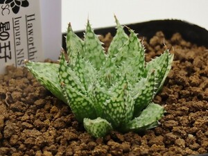 ■[W027]星の王子　ヤマト運輸 【多肉植物　Haworthia　ハオルチア　ハオルシア】