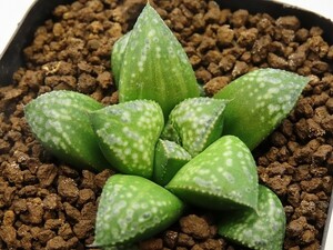 ■[W015]Green Wolf　グリーンウルフ　ヤマト運輸 【多肉植物　Haworthia　ハオルチア　ハオルシア】