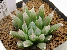 ■[W020]IB6970 ダビディ　ヤマト運輸 【多肉植物　Haworthia　ハオルチア　ハオルシア】_画像2