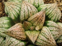 ■[W112]大理×OZアース　実生　未繁殖　ヤマト運輸 【多肉植物　Haworthia　ハオルチア　ハオルシア】_画像2