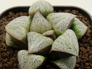 ■[W113]葵スプレンデンス×GM452-TM　実生　未繁殖　ヤマト運輸 【多肉植物　Haworthia　ハオルチア　ハオルシア】