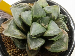 ■[Y096]本間般若（NS1/4）　ヤマト運輸 【多肉植物　Haworthia　ハオルチア　ハオルシア】