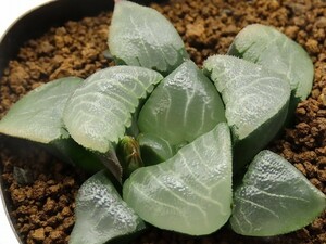 ■[Y075]特ダルマ大型ガラスコンプト×ピラルク　実生　未繁殖　ヤマト運輸 【多肉植物　Haworthia　ハオルチア　ハオルシア】