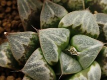 ■[Y055]氷の世界×ブーメランBig　実生　未繁殖　ヤマト運輸 【多肉植物　Haworthia　ハオルチア　ハオルシア】_画像2