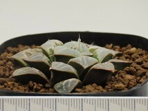 ■[Y055]氷の世界×ブーメランBig　実生　未繁殖　ヤマト運輸 【多肉植物　Haworthia　ハオルチア　ハオルシア】_画像4