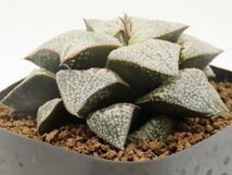 ■[Y042]ブーメランBig×Mary　実生　未繁殖　ヤマト運輸 【多肉植物　Haworthia　ハオルチア　ハオルシア】_画像3