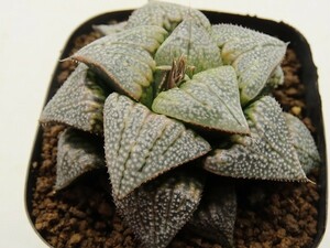 ■[Y042]ブーメランBig×Mary　実生　未繁殖　ヤマト運輸 【多肉植物　Haworthia　ハオルチア　ハオルシア】