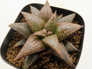 ■[Y032]葵赤兎馬　ヤマト運輸 【多肉植物　Haworthia　ハオルチア　ハオルシア】