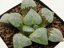 ■[Y021]インペリアル　ヤマト運輸 【多肉植物　Haworthia　ハオルチア　ハオルシア】_画像1