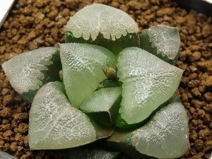 ■[Y047]特ダルマ大型ガラスコンプト×ピラルク　実生　未繁殖　ヤマト運輸 【多肉植物　Haworthia　ハオルチア　ハオルシア】