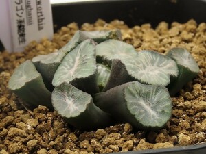 ■[W124]ドラゴン系錦実生　実生　未繁殖　ヤマト運輸 【多肉植物　Haworthia　ハオルチア　ハオルシア】