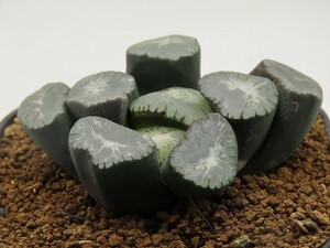 ■[W089]Big Bang ビッグバン　ヤマト運輸 【多肉植物　Haworthia　ハオルチア　ハオルシア】