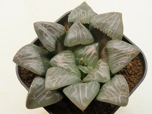 ■[W088]Mountain Rain (JP45)　ヤマト運輸 【多肉植物　Haworthia　ハオルチア　ハオルシア】