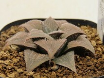 ■[W069]bobii ボビー　実生　未繁殖　ヤマト運輸 【多肉植物　Haworthia　ハオルチア　ハオルシア】_画像3