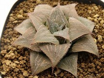 ■[W069]bobii ボビー　実生　未繁殖　ヤマト運輸 【多肉植物　Haworthia　ハオルチア　ハオルシア】_画像1