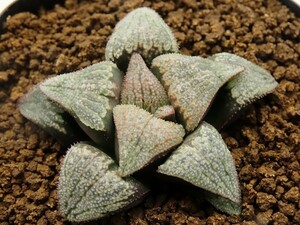 ■[W067]ジパング×アンジュ　実生　未繁殖　ヤマト運輸 【多肉植物　Haworthia　ハオルチア　ハオルシア】