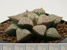 ■[W060]赤星×迷路　実生　未繁殖　ヤマト運輸 【多肉植物　Haworthia　ハオルチア　ハオルシア】_画像4