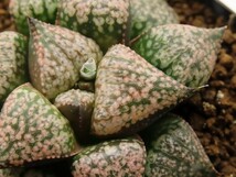 ■[W060]赤星×迷路　実生　未繁殖　ヤマト運輸 【多肉植物　Haworthia　ハオルチア　ハオルシア】_画像2