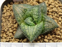 ■[W018]錦帯橋交配6A　ヤマト運輸 【多肉植物　Haworthia　ハオルチア　ハオルシア】_画像2