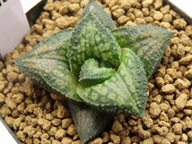 ■[W018]錦帯橋交配6A　ヤマト運輸 【多肉植物　Haworthia　ハオルチア　ハオルシア】_画像1