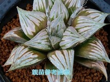 ■[W008]シャドーライン　ヤマト運輸 【多肉植物　Haworthia　ハオルチア　ハオルシア】_画像3