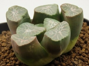 ■[W081]FM1-30　ヤマト運輸 【多肉植物　Haworthia　ハオルチア　ハオルシア】