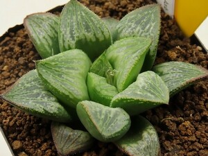 ■[W042]白蛇×仮面舞踏会　実生　未繁殖　ヤマト運輸 【多肉植物　Haworthia　ハオルチア　ハオルシア】