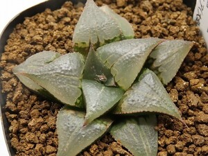 ■[W002]バディア(大桑)　ヤマト運輸 【多肉植物　Haworthia　ハオルチア　ハオルシア】