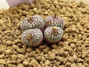 ■[W173]wittebergense D・腰赤太線唐草紋模様　ヤマト運輸 【多肉植物　Conophytum　コノフィツム】