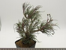 ■[W152]protecta プロテクタ　実生苗　ヤマト運輸 【多肉植物　Othonna　オトンナ】_画像7