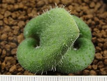 ■[W125]trichophylla トリコフィラ　実生苗　ヤマト運輸 【多肉植物　Lachenalia　ラケナリア】_画像5