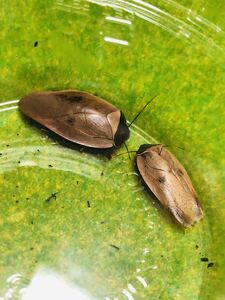 【奇蟲】激レア！ピンクポーセリンローチ　ローチ　ゴキブリ　幼虫10匹