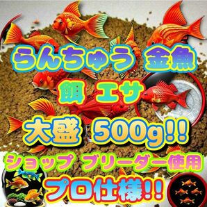 らんちゅう 餌 大盛500g!金魚 エサ プロ仕様 フィッシュフード ショップ 水族館 ブリーダー使用 国産飼料 江戸錦 丹頂