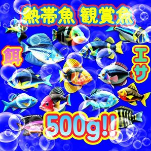 熱帯魚 餌 プロ仕様! たっぷり大盛500g!! ショップ水族館使用 エサ 飼料 フィッシュフード 観賞魚 ブリーダー推奨 ドライ