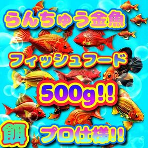 らんちゅう 餌 大盛500g!金魚 エサ プロ仕様 フィッシュフード ブリーダー 獅子頭 江戸錦 飼料 