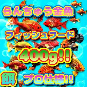 らんちゅう 餌 たっぷり大盛400g!! 金魚 エサ プロ仕様!! フィッシュフード ショップ 水族館 ブリーダー使用 沈下タイプ