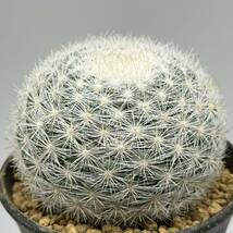 ◆マミラリア　満月◆サボテン・多肉植物　◆CACTI7◆697_画像1