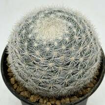 ◆マミラリア　満月◆サボテン・多肉植物　◆CACTI7◆697_画像8