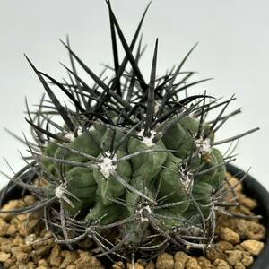 ◆ネオポルテリア　暗黒王　エリオシケ◆サボテン・多肉植物　◆CACTI7◆1493